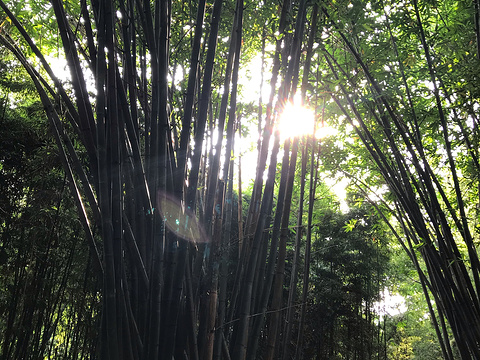 望江楼公园旅游景点图片
