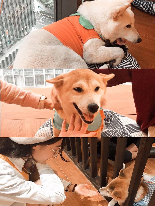 上山狗狗事务所·猫狗咖(南山店)