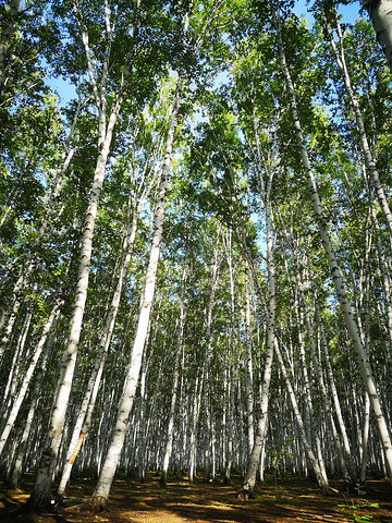 "白桦林景区占地面积近1000公顷，是距市区最近的一片原始森林之一_白桦林景区"的评论图片