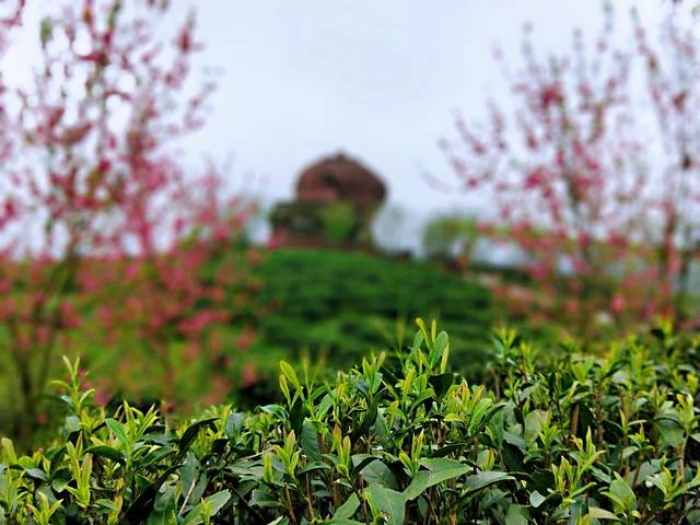 大明山万古茶园