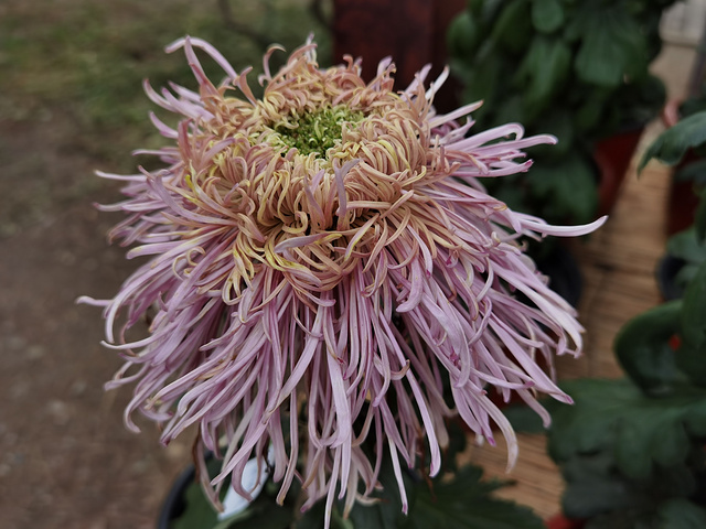 抓紧时间哦目前花田中的小菊花还有很待开放植物园中的各色小菊田还在