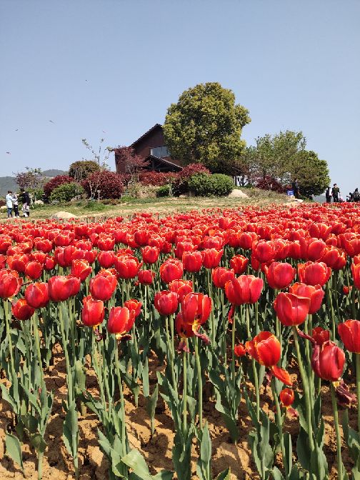 半汤郁金香高地景区