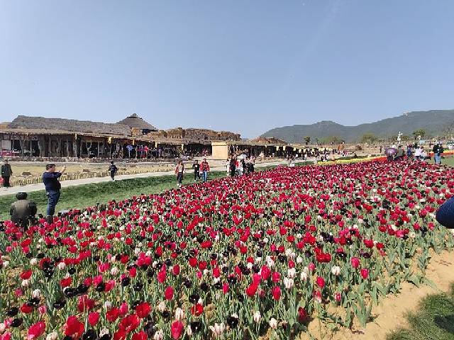 半汤郁金香高地景区