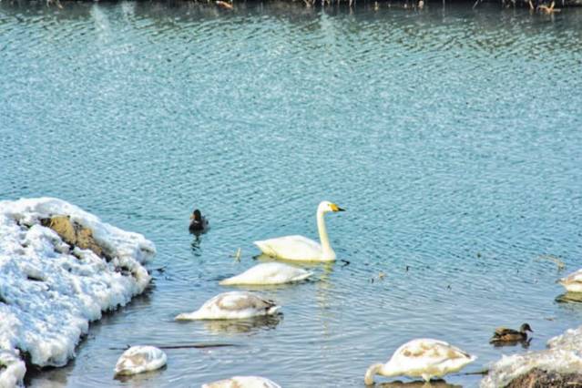 玛纳斯湿地公园