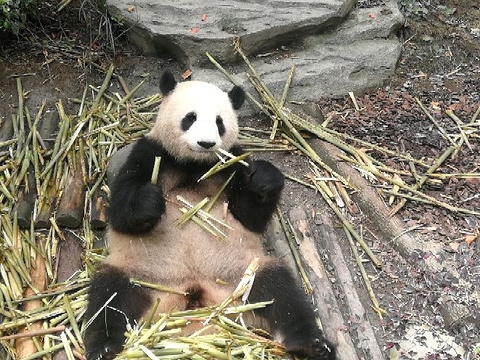 熊猫谷旅游景点攻略图