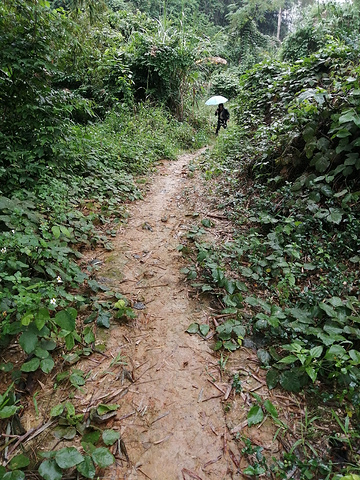 "走了一段路后，发现路上也种了茶树，沿路一排，真的很懂利用土地。《龙州媚》MV选对地方拍摄了_龙州县十八里铺农家乐饮食店"的评论图片