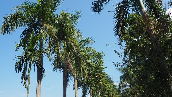 "天很蓝树很绿，人不是很多，商业气息不浓厚，是个散心闲逛的好地方热带雨林风光特别坑_西双版纳傣族园"的评论图片