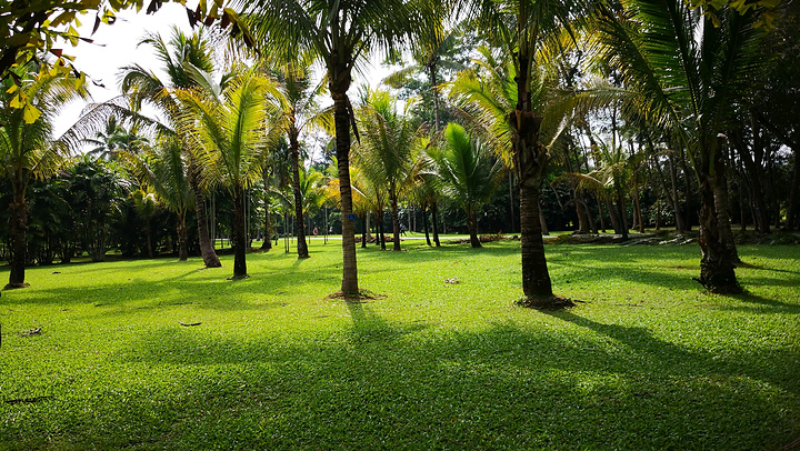 中科院熱帶植物園中科院熱帶植物園的可可果實,就是巧克力的