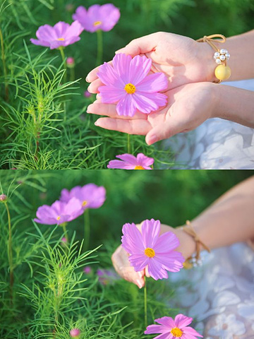 "🌸去花开海上生态园做一天美丽的花仙子🌸_上海"的评论图片