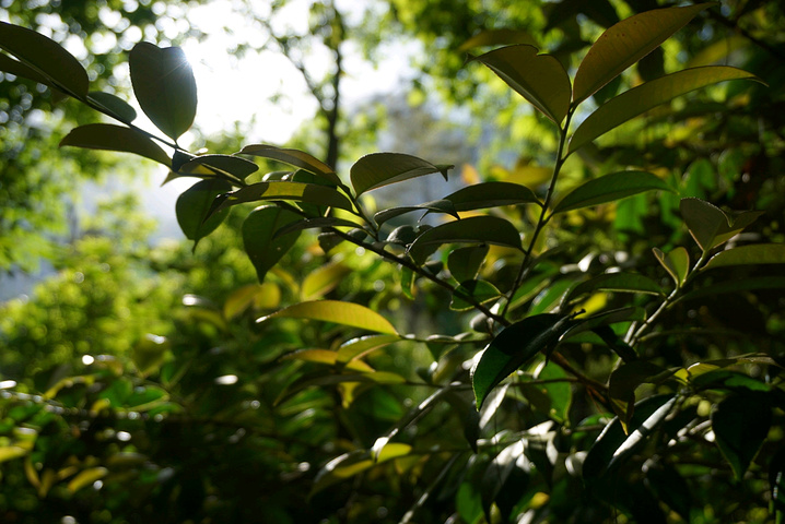 "...景一般般，便直接乘坐缆车前往半山腰，省去了2小时左右攀爬时间，节省体力与时间去欣赏更美丽的景色_神仙居"的评论图片