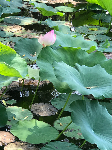 "园区很大，天气热呀，没有人能顶着热浪溜达，人很少。荷花正是好时节_园博园"的评论图片