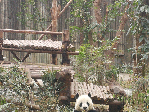小熊猫2号活动场旅游景点图片