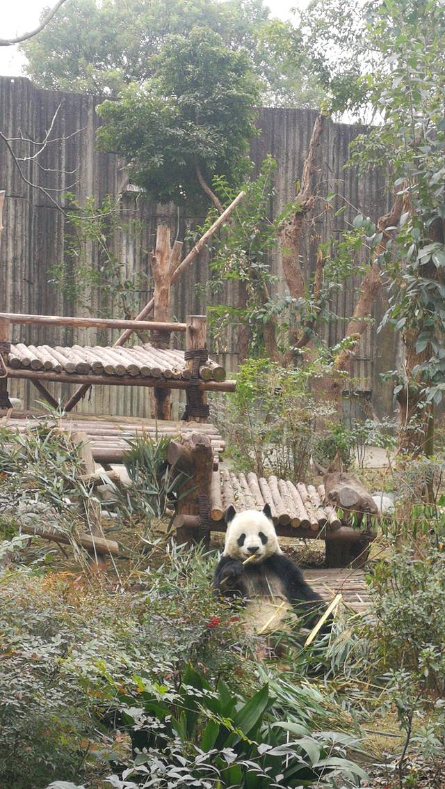 小熊猫2号活动场