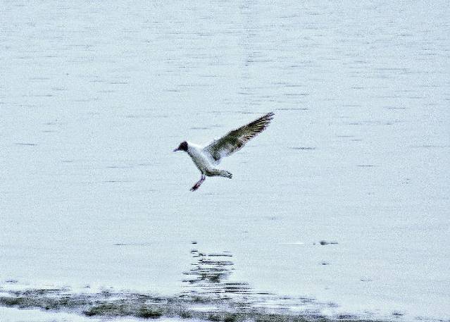 玛纳斯湿地公园