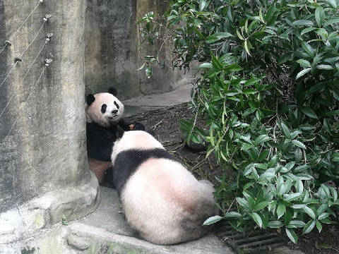 熊猫谷旅游景点攻略图