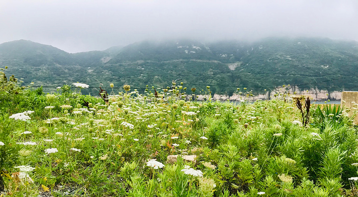 "这一天开启了岛上闲逛模式，真正做一天岛民。花鸟岛岛歌，预备——唱～。听一阵鸟语，闻一息花香_花鸟岛"的评论图片