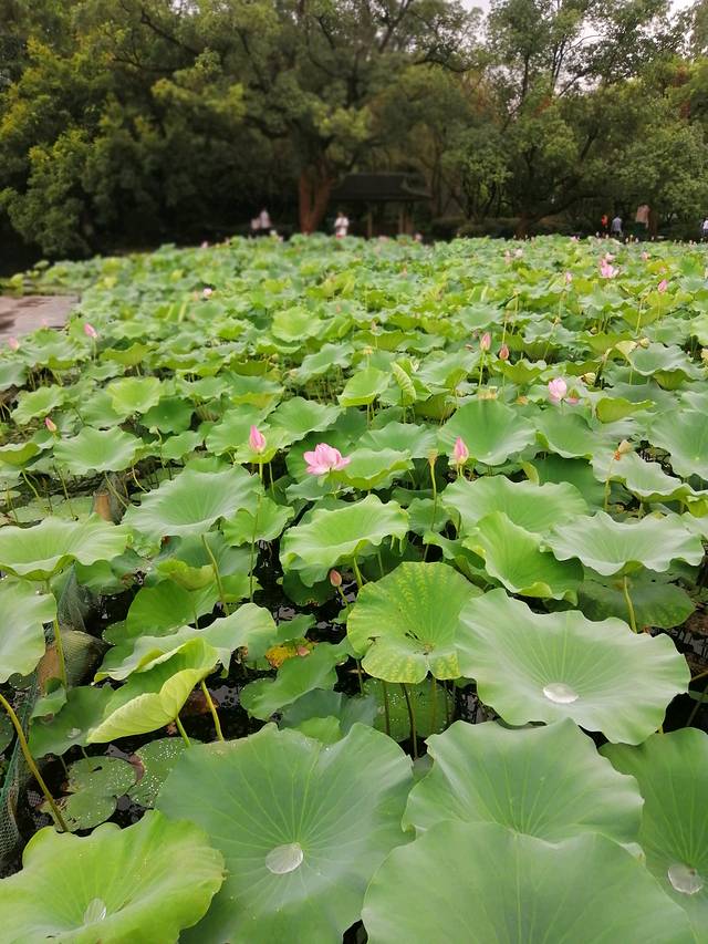 灵隐飞来峰景区
