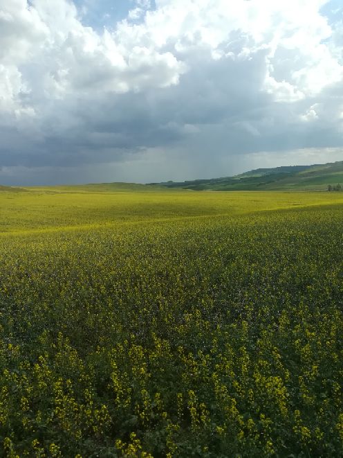 哈达门高原牧场