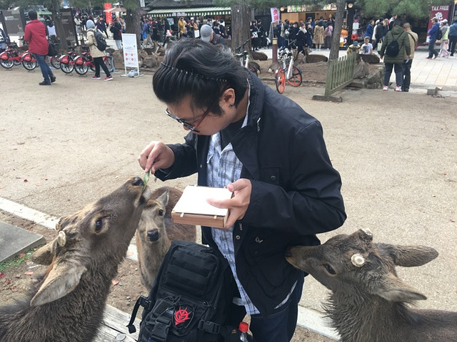 "奈良必体验美食—柿叶寿司，鹿和你都会喜欢哦_奈良"的评论图片