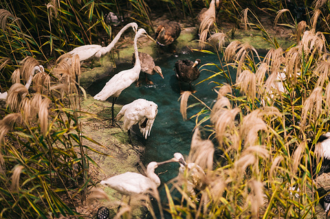 黄河三角洲鸟类博物馆旅游景点攻略图