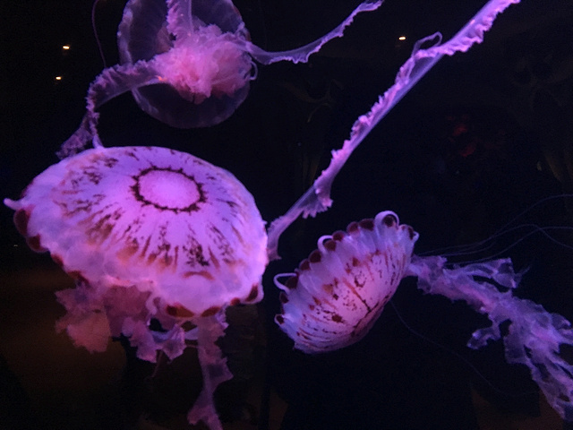 "_三亚亚特兰蒂斯失落的空间水族馆"的评论图片