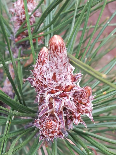 呼和浩特市植物园