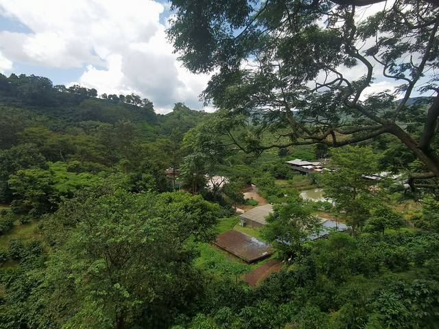 小凹子咖啡庄园