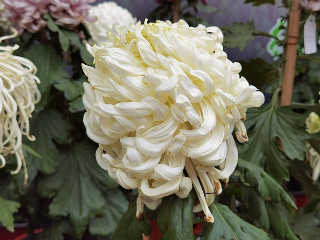 抓紧时间哦目前花田中的小菊花还有很待开放植物园中的各色小菊田还在