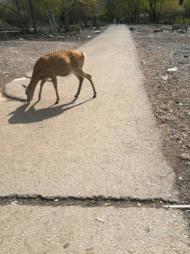 阿尔山奥伦布坎景区