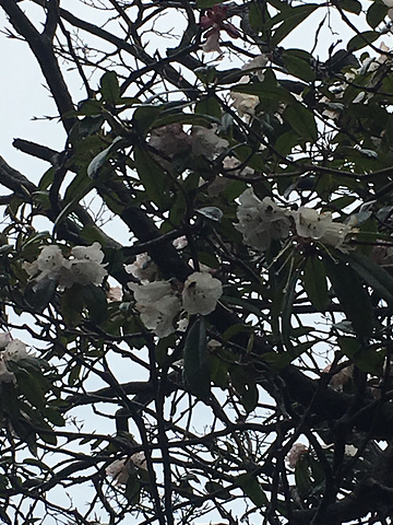 "高山杜鹃花，在大雨里淋成这样啦，这个是我发现的唯一一颗开着花的杜鹃树。希望我到金顶也可以看到太阳_接引殿"的评论图片