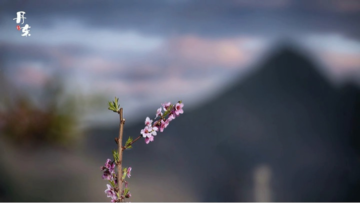 "河口  《在那桃花盛开的地方》让我一直向往桃花盛世的季节……_河口景区"的评论图片