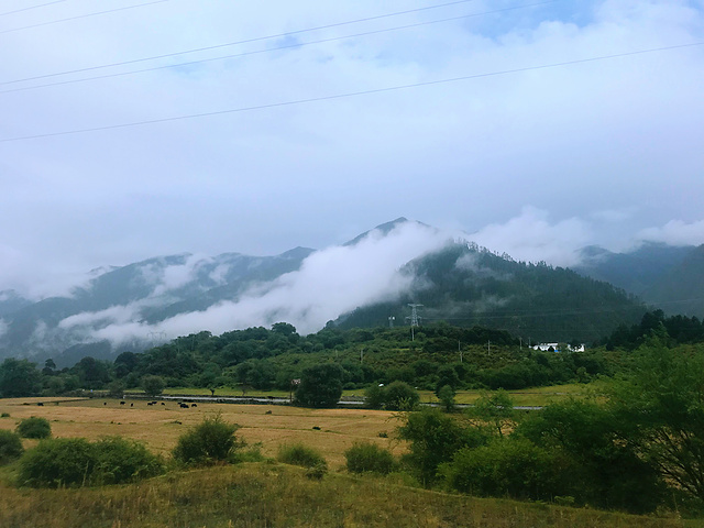 "...风景，由于海拔较低，大家兴致都很高，精神也很好，陕西来的大哥大姐一路狂拍照，还不停的给大家分享_米拉山口"的评论图片