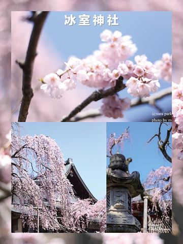 "日本樱花季🌸|在东京与樱花的一期一会攻略_东京"的评论图片