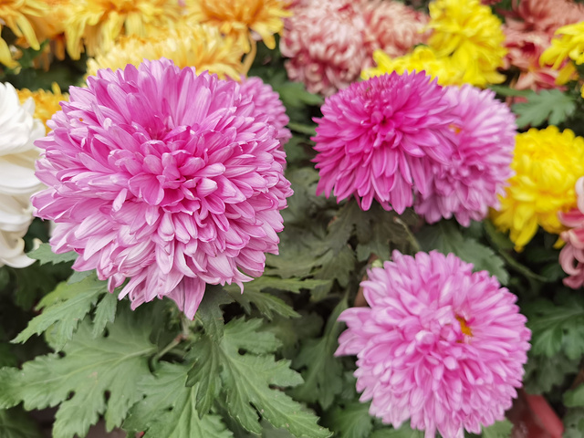 的各色小菊田还在盛放的月季北京植物园菊花展开始了爱瑜传说0篇点评