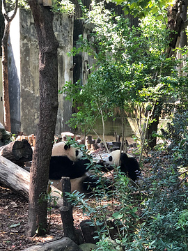 小熊猫2号活动场旅游景点攻略图