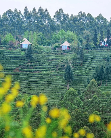 "_牛碾坪万亩观光茶园"的评论图片