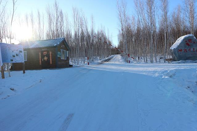 北极村-白桦林
