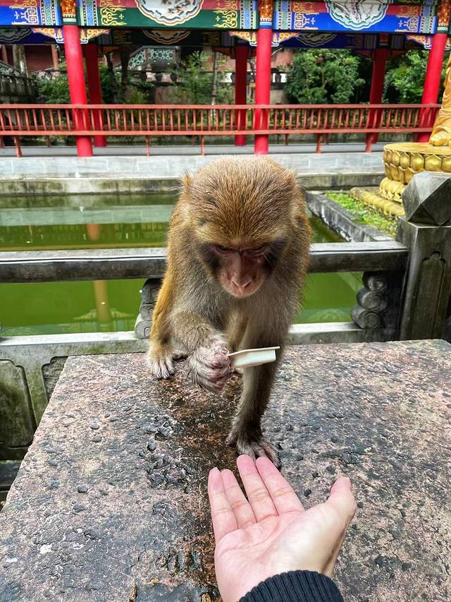 野生猕猴观赏园