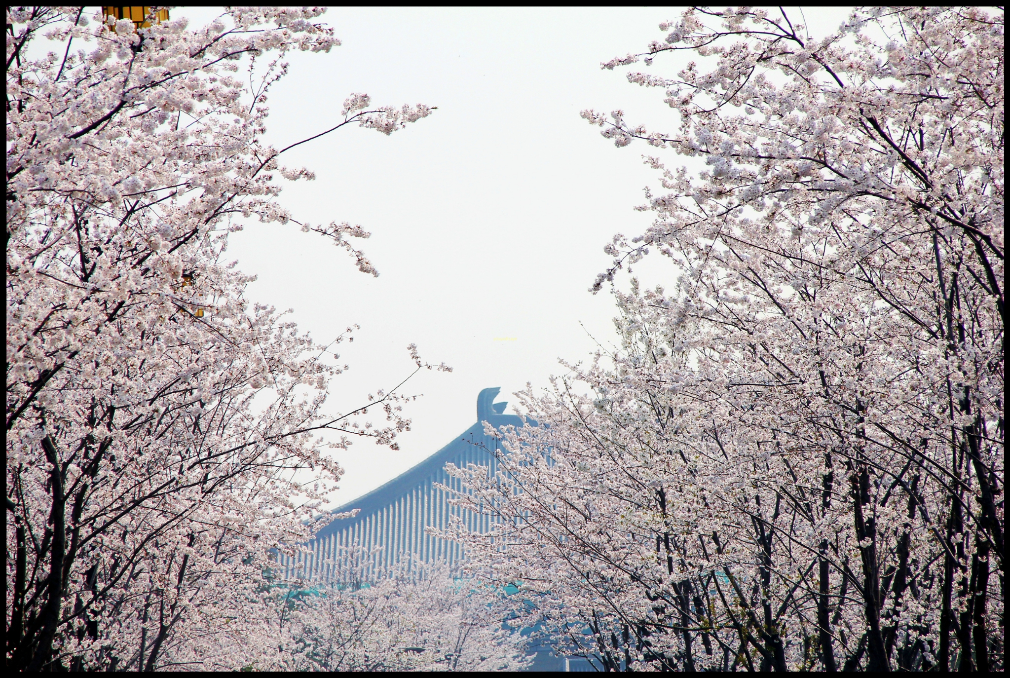 扬州 樱花大道一日游 赏花踏春来 三月樱花俏 扬州旅游攻略 游记 去哪儿攻略