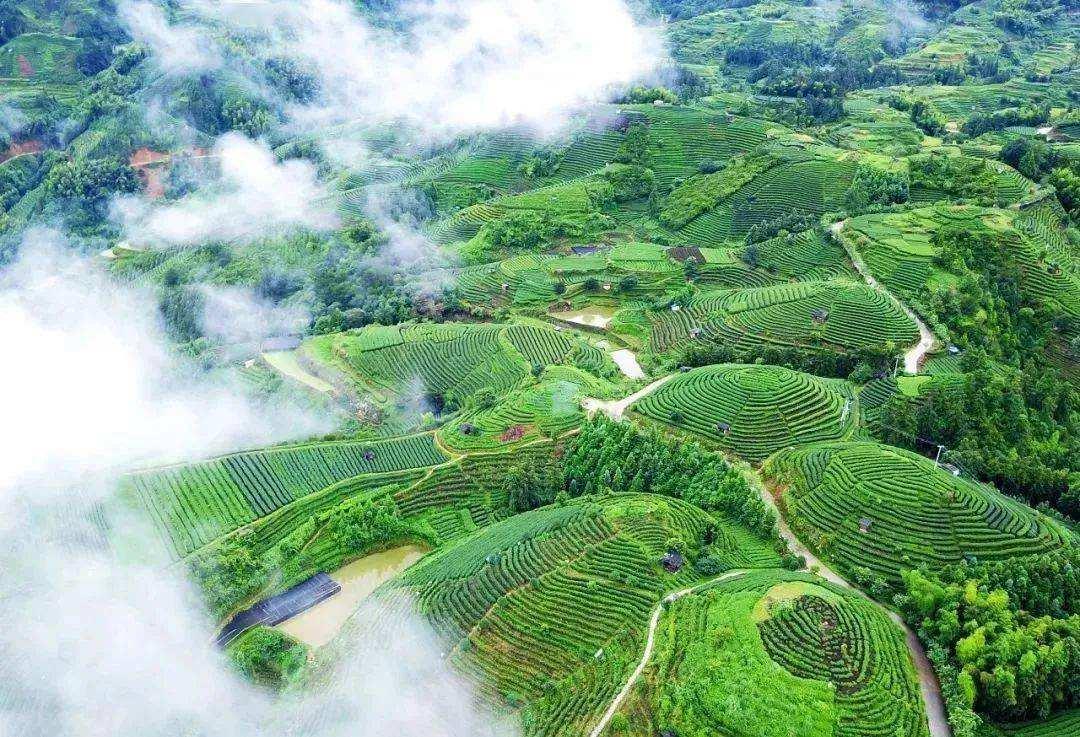 文旅月历丨九月茶旅，来广西品茗茶，赏美景