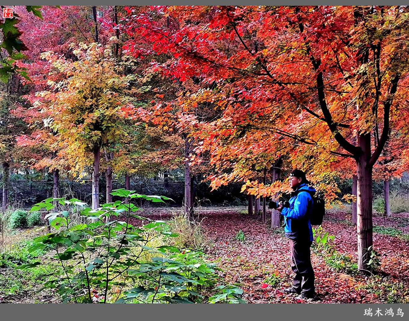 壁纸1600×1200壁纸 秋天红色的枫叶图片壁纸,浓浓秋色-秋天树叶摄影壁纸图片-风景壁纸-风景图片素材-桌面壁纸
