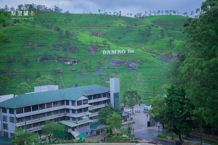 "坐在车上时远远便能看到翠绿山坡上的damro tea，这里是特别的，看到的第一眼便喜欢上了这儿的风景_Mackwoods茶厂"的评论图片