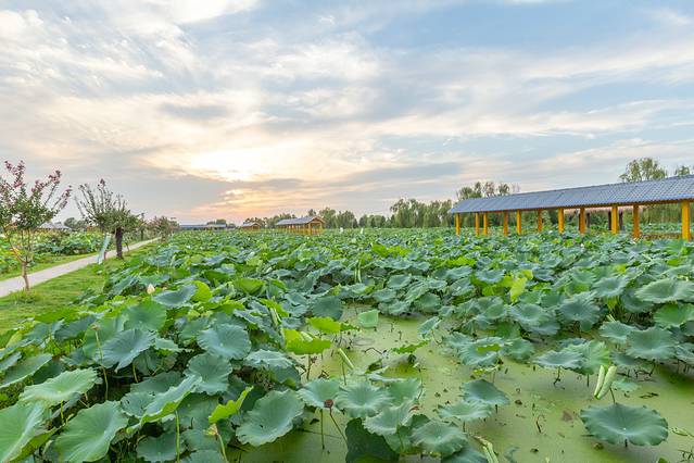 金湖荷花荡景区