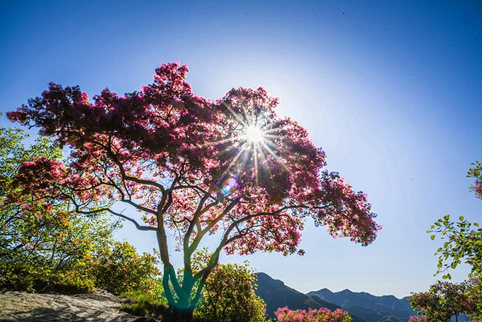 4月28日坡峰岭第三届黄栌花节全新升级,带你领略最浪漫的粉色春天-房山旅游攻略-游记-去哪儿攻略
