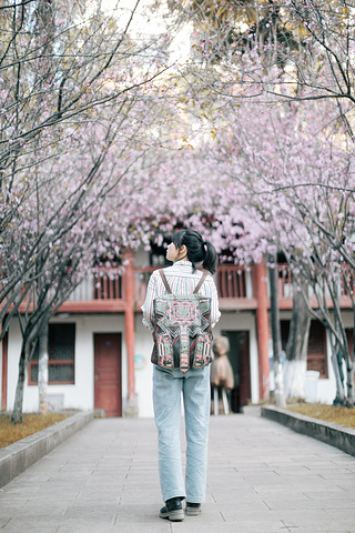 "继续往左边走会看到白色房子，和比较高的海棠花，从远处拍，海棠花，和校园的风景交相呼应，也是美极了_云南大学"的评论图片