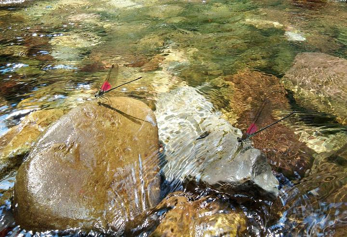 "你可以在小溪间赤脚行走感受自然的触碰，也可以坐在石块上等待美丽的蜻蜓在浮石上停歇，又或者欣赏周..._金鞭溪大峡谷"的评论图片