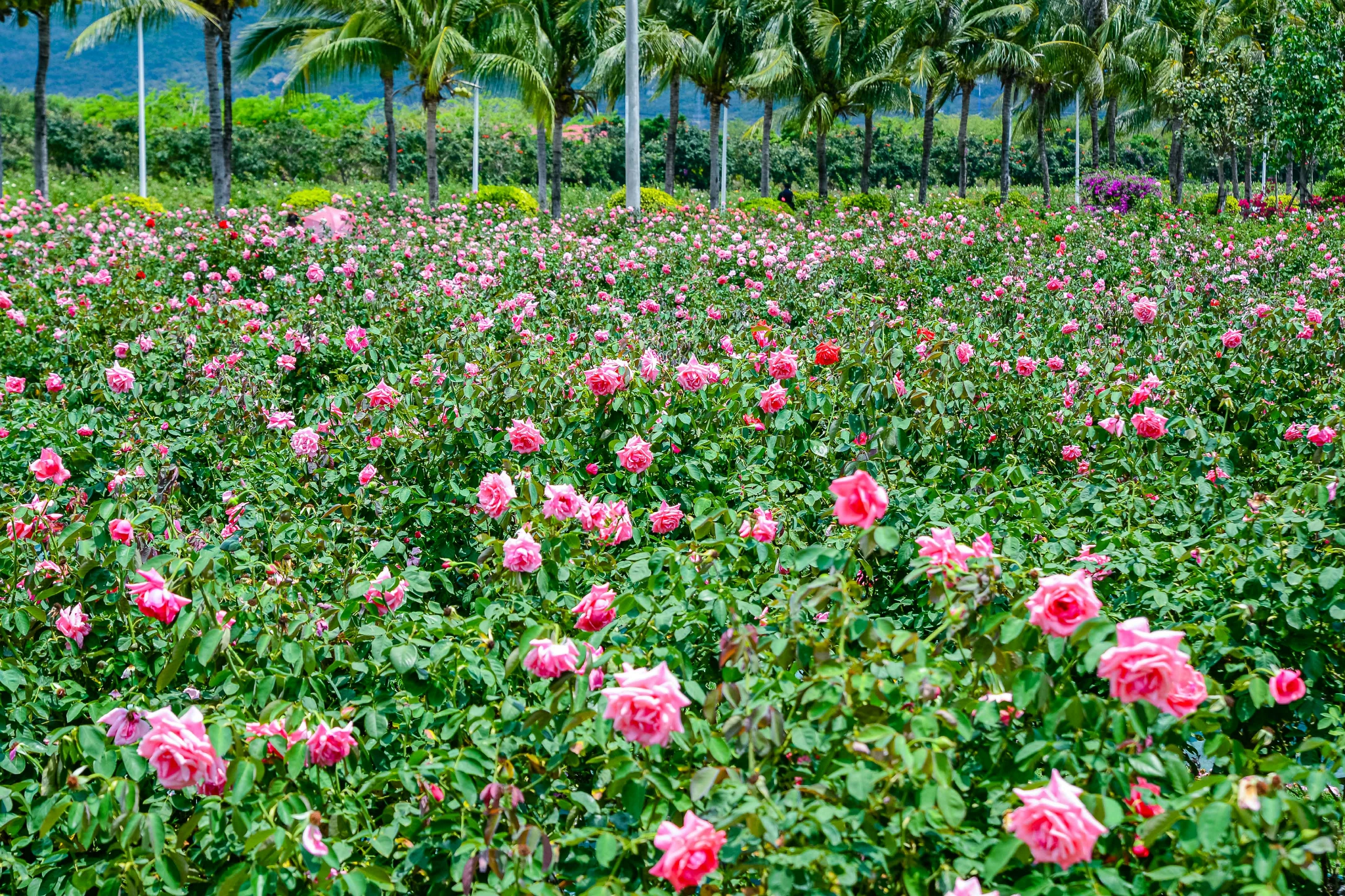 海南亚龙湾玫瑰谷照片图片