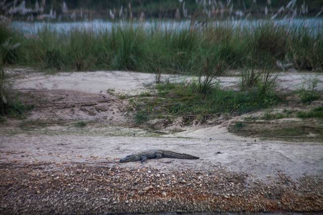 奇特旺国家公园