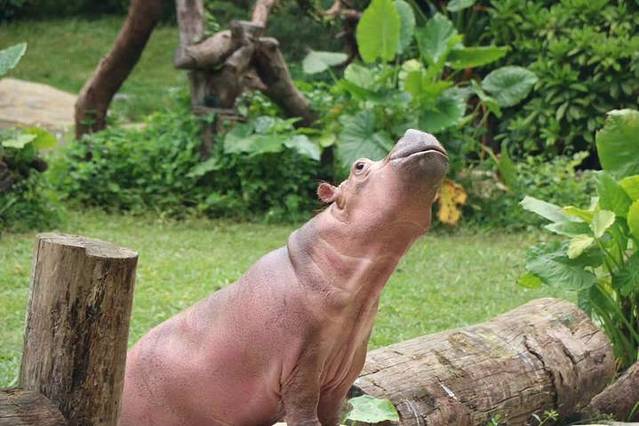 香港动植物公园