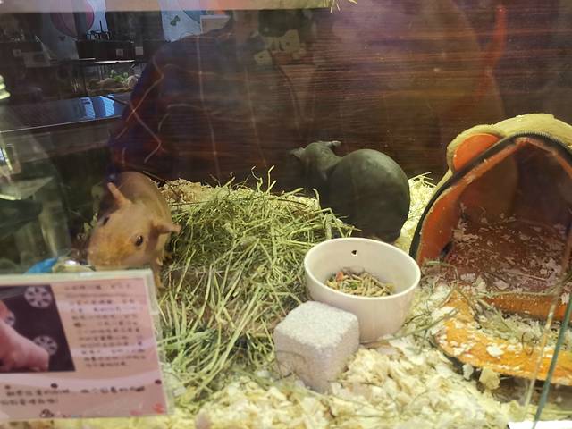 MrZoo-小小动物元室内动物园(上海嘉定万达中心)